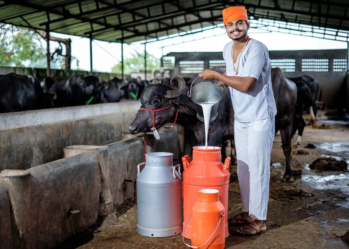 Dairy Farming