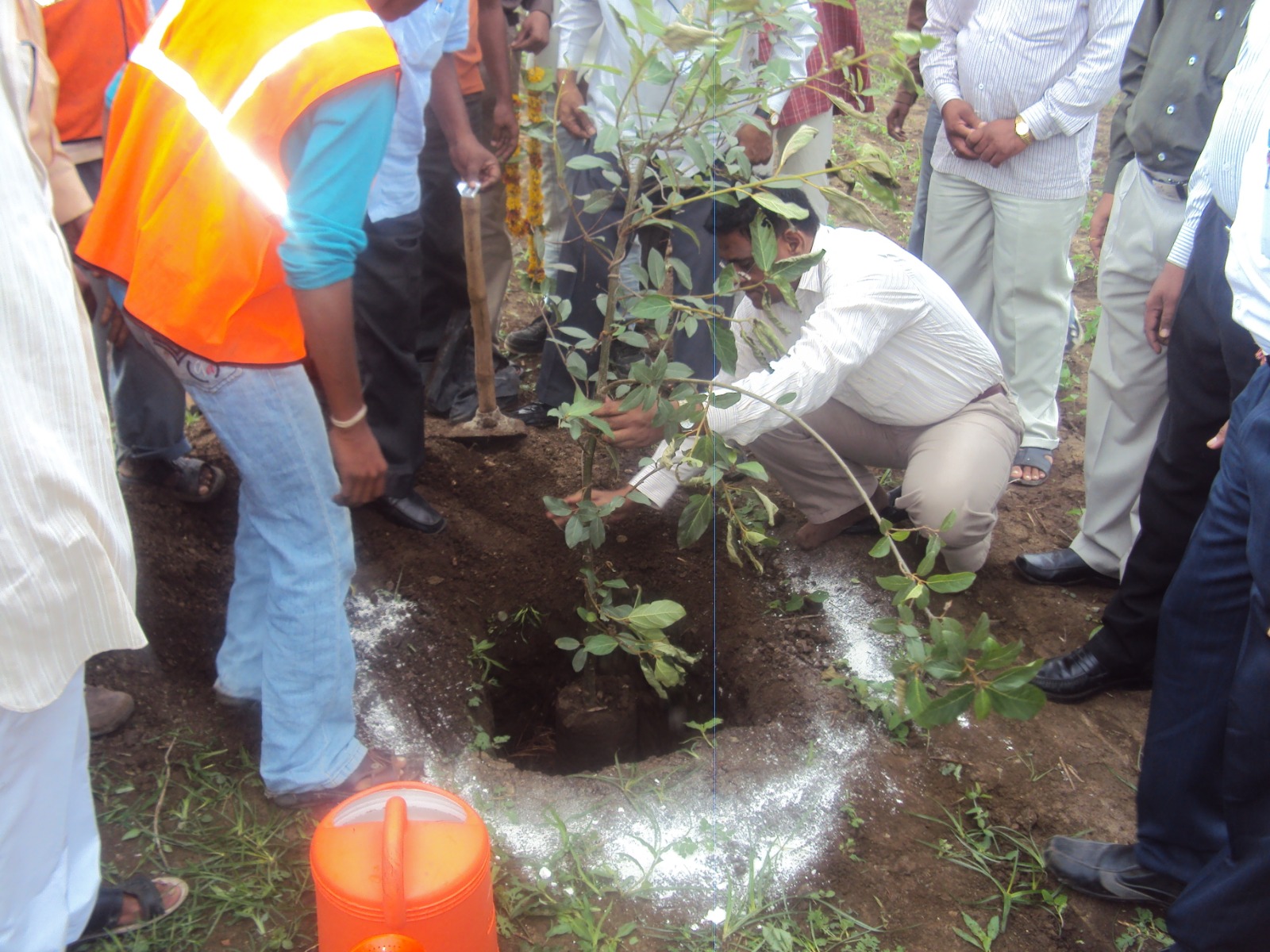 Tree Plantation